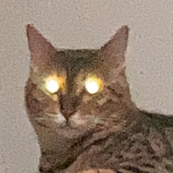 Meet your Posher, Ibis - Picture 1 of 1